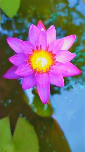 Blue Lotus flower 🌺 #NatureDrafts #bluelotus #naturelovers