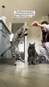 18K views · 84 reactions | #savannahcat #mainecoon #mainecooncat #catsofinstagram #catlovers #cat #foryou #fyp | Wild Mane Mainecoons | Facebook