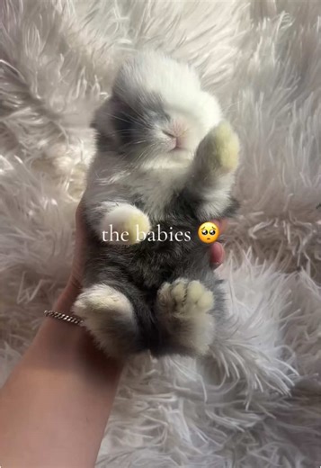 newborn bunnies!! #bunny #cute #love #fyp #socute