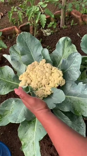 #Shorts Organic feritillazer liquid water Unlock the secret of thriving plants with organic fertilizer liquid! 🌱✨ Learn how to boost your garden's growth effectively using natural ingredients. Discover the science behind organic fertilization and why liquid options are a game changer. We'll show you the best methods to enhance soil health and maximize plant vitality! 🌿 Are you ready to transform your garden with eco-friendly solutions? Drop your favorite gardening tips in the comments! #Organi