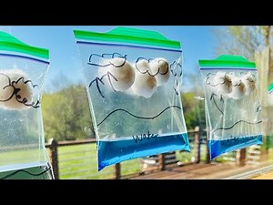 Water Cycle in a Bag Experiment | Easy Science Demonstration for Kids & Students