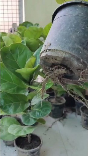 Ficus Lyrata - Dwarf care tips