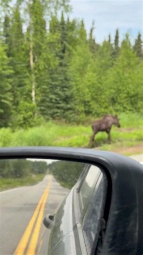 Young bull moose#nature #moose #wildlife #wildanimals #animals #outdoors #travel #fun #wow #amazing