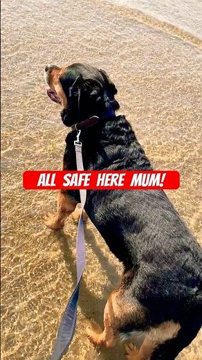Rottie watch on the beach earning her red swimsuit #beach #rottweiler #sand #sea
