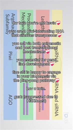 Dr. Xanthine on Instagram: "source vid JoVE Core Molecular Biology, review written by Haase et al, 2024, in the EMBO Journal "Argonaute proteins and their small guide RNAs play crucial roles in genome defense and gene silencing across all branches of life. In animals, three classes of small RNAs—small interfering RNAs (siRNAs), microRNAs (miRNAs), and piRNAs—can be distinguished by their specific RNA precursors and associated Argonaute proteins (Onishi et al, 2021; Ozata et al, 2019). piRNAs are
