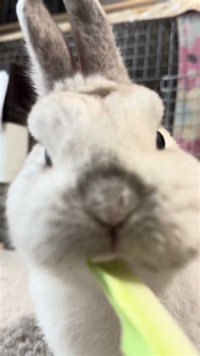 Rabbit eating broccoli ASMR 🥦 | Omochi