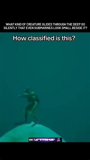 Unclassified Data | The Bigfin Squid is one of the ocean’s most haunting mysteries—a silent giant drifting through total darkness. With enormous fins and... | Instagram