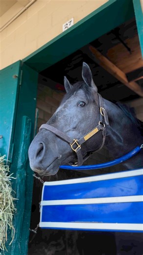 24K views · 395 reactions | Opening weekend at Del Mar is right around the corner.  MyRacehorse is set to have a very busy summer! Visceral will make his second career start for Mark Glatt on July 25th. Already one to watch following a promising first start, the son of Violence has settled in well to the Seaside Oval and loved having attention in his stall! | MyRacehorse | Facebook