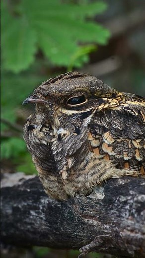 🐦 Nightjar#Nightjar#Nightjars#BirdOfTheNight