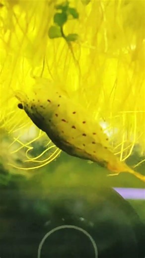 The best algae cleaners of the aquarium world. Amano shrimp🙂