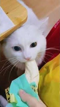 Funny hungry cat noises