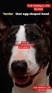 "TOP 10 STRANGEST DOG BREED" #TOP10STRANGESTDOGBREED #thepawfectlifeblogs #povdogs #unitedstates