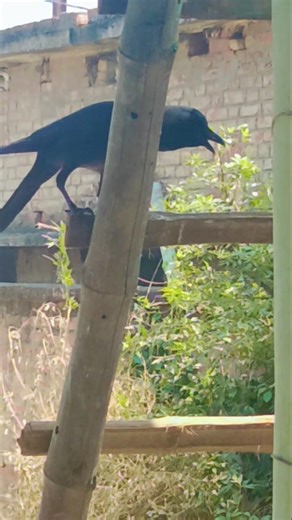 Crow voice ⚡ loudly 📢 kawa ki awaz 🐦‍⬛crow crying#shortvideo #crow #crowsound #viral #reels #reel