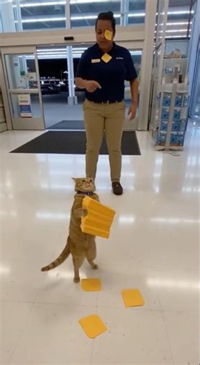 Cheese Thief Cat Caught At The Exit #cats #funny