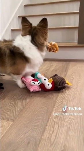 Corgi walking down to toys