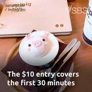 124K views · 510 reactions | The cafe is open and the pigs are ready to meet new friends. | SBS Australia | Facebook