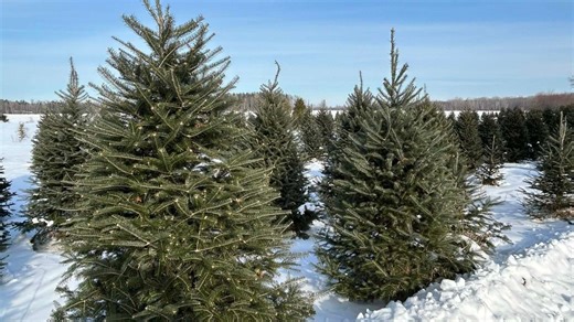 Pulaski Christmas tree farm sees more business as tariffs hike prices for artificial trees