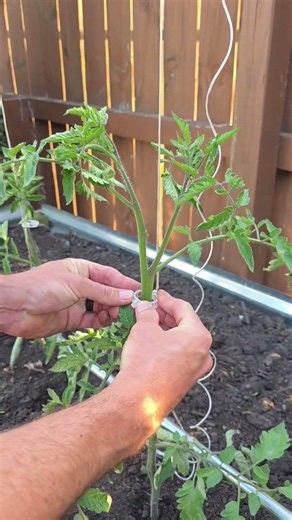 Why We Use the String Method for Tomato Plants 🍅 | Easy Tomato Support for a Bigger Harvest