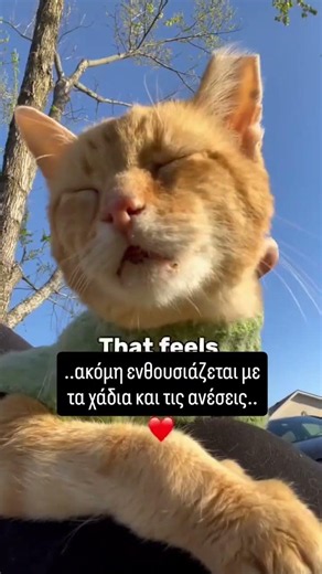 Ο 20χρονος Daniel απολαμβάνει τη ζωή | cre: IG @daniel_tiger_kitty_and_friends