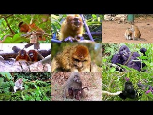 Monkeys for Kids: Pronunciation in English (with videos)