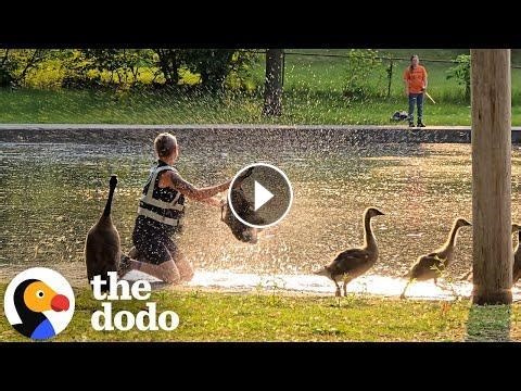 Woman Takes A Beating While Helping A Canadian Goose #Video