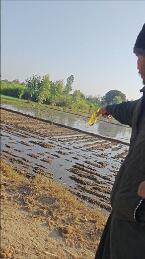 Tateer hunting amazing shot Guleel say #slingshot #birds #birdhunting