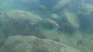 The invasive largemouth bass that changed fishing in Japan forever
