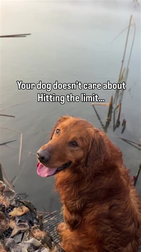 The hunt is temporary. The relationship lasts a lifetime. Training builds clarity, confidence, and trust — so every retrieve, every walk, and every season together is better. When dogs understand expectations, they relax. When communication is clear, both dog and handler can enjoy the moment. Whether you’re chasing birds in the field or throwing a ball at the park, the goal is the same — a dog that is steady, confident, and connected to you. A few months of solid training creates years of better