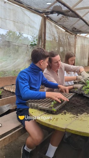 Misheck malisen lwenje on Instagram: "🟫karibu@@kilimohalisi kwa huduma ya miche Tupigie number hizi bure +255672568516 +255684153567 0772320288 🟫Mfumo huu wa umwagiliaji unapatikana Kwa 15000,dumu 3000 usafiri mikoni ni ,10000 tupo bomang'ombe wilaya ya Hai mkoa wa kilimanjaro 🟫Mafunzo ya kilimo,mimea lishe, na. Ushauri wa kilimo tuna group la whatsup 0652553944 Kwa gharama nafuu karibu kwenye familia. 🟫Tunapokea wadau Wanao taka kuja kujifunza apa tulipo Kwa gharama nafuu . 🟫Kilimo ndo asi