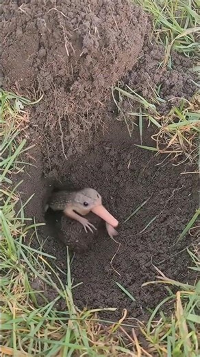 WHAT Crawled Out of This Hole?!