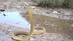 clip-1108890349-venomous-snake-dangerous-equatorial-spitting-cobra-gold