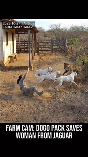 Jaguar Attacks Woman… DOGS SAVE HER IN SECONDS! 🐆🐕
