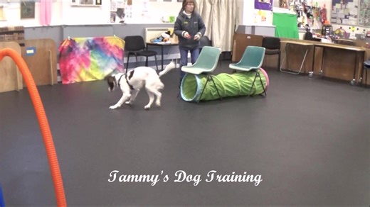 13 reactions | Barney had a 'pick & mix' session on Sunday. Basics mixed with some MFA. Here we introduced the cue 'tunnel' after teaching the behaviour. Barney left one happy boy! | Tammy's Dog Training | Facebook