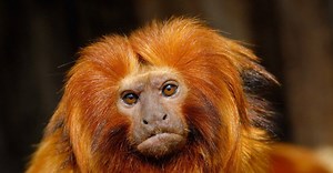 Golden Lion Tamarin