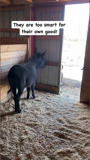 1.7M views · 10K reactions | Little smarty pants! #cuteanimals #donkey #cutenessoverload #farmlife #melvin #onehappyassfarm | One Happy Ass Farm | Facebook