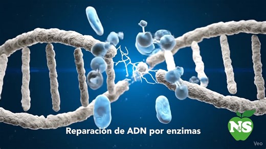Reparación del DNA, enzimas y nutrición....Las enzimas que reparan el ADN incluyen las ADN polimerasas (que corrigen errores durante la replicación), la ADN ligasa (que une los fragmentos de ADN) y… | Ramón De Cangas Moràn.