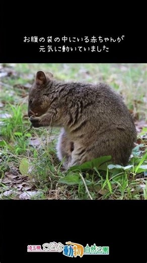 クオッカの赤ちゃんが・・・！