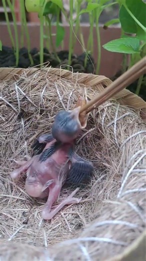 Baby Bird’s Feeding Time is Absolutely Adorable! 🐛🐦