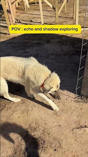 Farm Adventures POV Echo and Shadow Explore Life as Farm Dogs #FarmLife #Dogs
