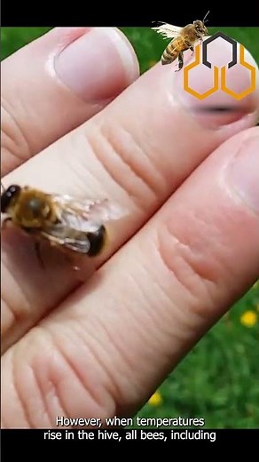 Did you know that male bees are called drones? | Life of a male bee | Interesting stuff about drones