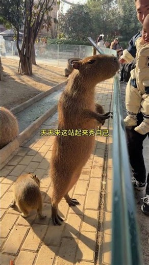 1.5M Tall Capybara Debut: Meet Daidai the Giant Pet