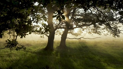 森林 树木 神秘 - Free video on Pixabay