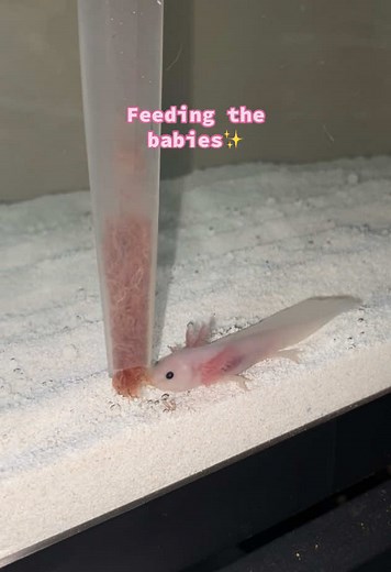Feeding Baby Axolotls: A Care Guide