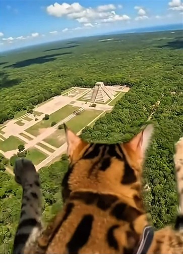 Cats Discover the Wonders of Mayan Pyramids