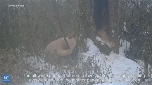 Rare white panda captured on video