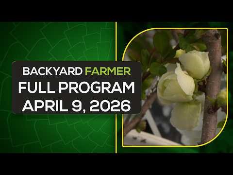 Backyard Farmer April 9, 2026 | Best Evergreens for Nebraska 🌲 + Fire Prevention Landscaping Tips