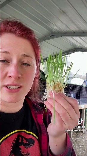 Growing fodder for my rabbits is a great way to give them fresh greens in the winter! #meatrabbits