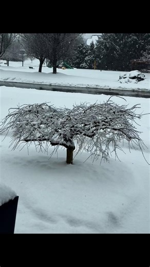 Finding the beauty in the snow. #snow #snowpictures #snowflake #kentucky #photography