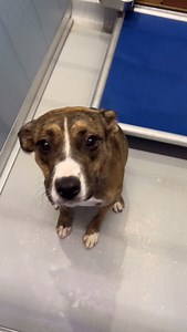 15K reactions · 996 comments | Meet Vega (#E3463) — a 7-month-old...