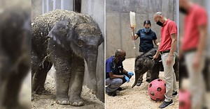 Saint Louis Zoo mourns death of 27-day-old baby elephant: 'Everyone here is just devastated'